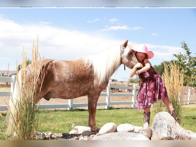 Plus de poneys/petits chevaux Hongre 6 Ans 102 cm Palomino in Congress