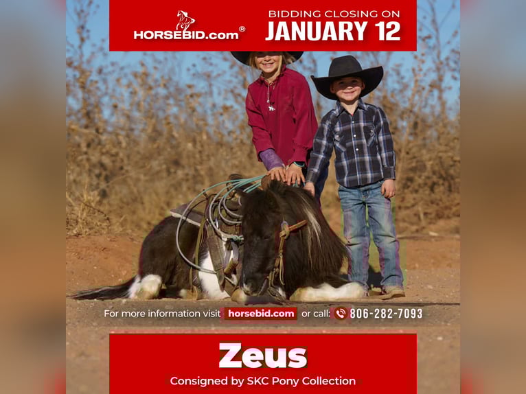 Plus de poneys/petits chevaux Hongre 6 Ans 102 cm Pinto in Canyon