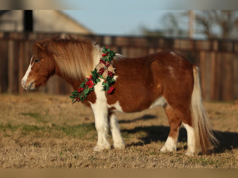 Plus de poneys/petits chevaux Hongre 6 Ans 102 cm Pinto in Cleburne