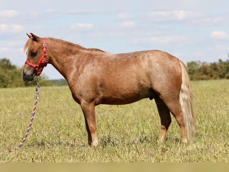 Plus de poneys/petits chevaux Hongre 6 Ans 102 cm Rouan Rouge in Mount Vernon