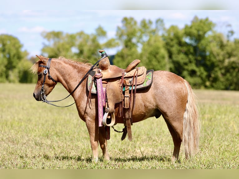 Plus de poneys/petits chevaux Hongre 6 Ans 102 cm Rouan Rouge in Mount Vernon