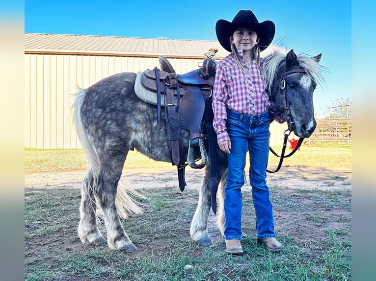 Plus de poneys/petits chevaux Hongre 6 Ans 102 cm in Weatherford