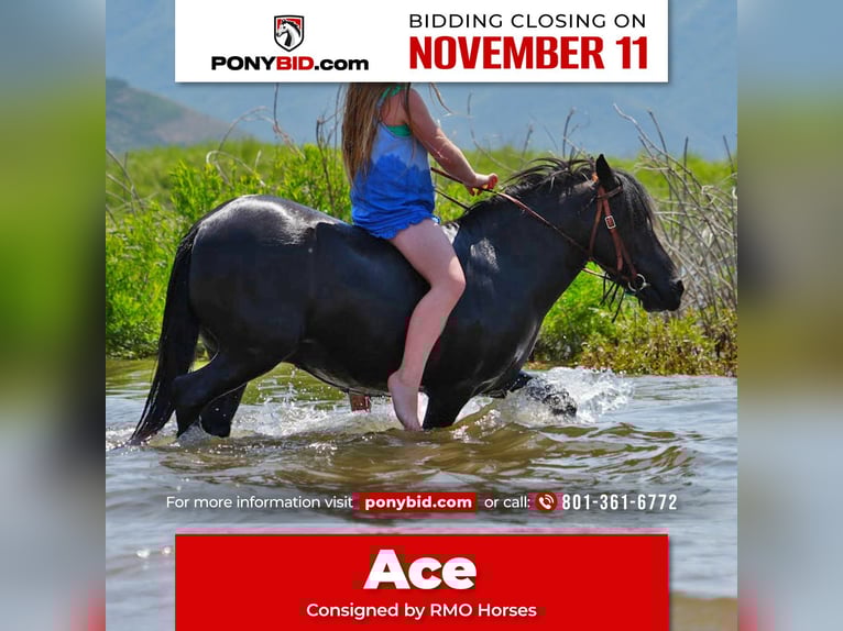 Plus de poneys/petits chevaux Hongre 6 Ans 109 cm Noir in Heber City