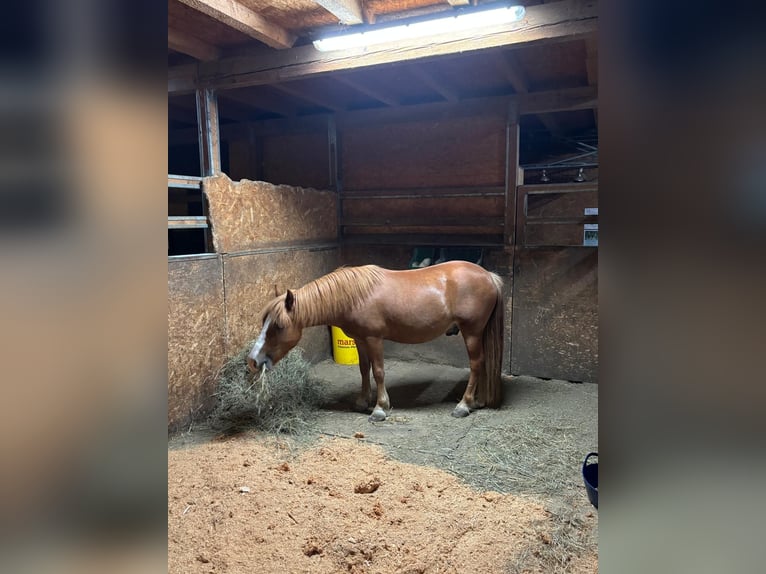 Plus de poneys/petits chevaux Hongre 6 Ans 115 cm Alezan in Mauerbach