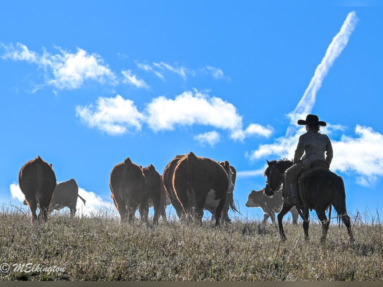 Plus de poneys/petits chevaux Hongre 6 Ans 117 cm Noir in Rigby