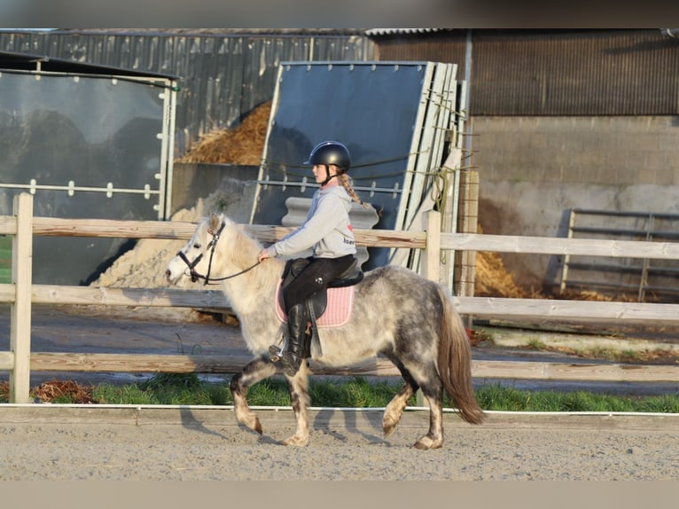 Plus de poneys/petits chevaux Hongre 6 Ans 121 cm Rouan bleu in Bogaarden