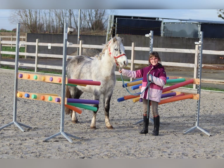Plus de poneys/petits chevaux Hongre 6 Ans 121 cm Rouan bleu in Bogaarden