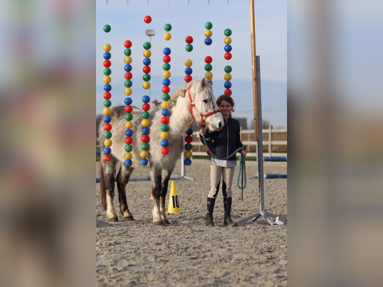 Plus de poneys/petits chevaux Hongre 6 Ans 121 cm Rouan bleu in Bogaarden