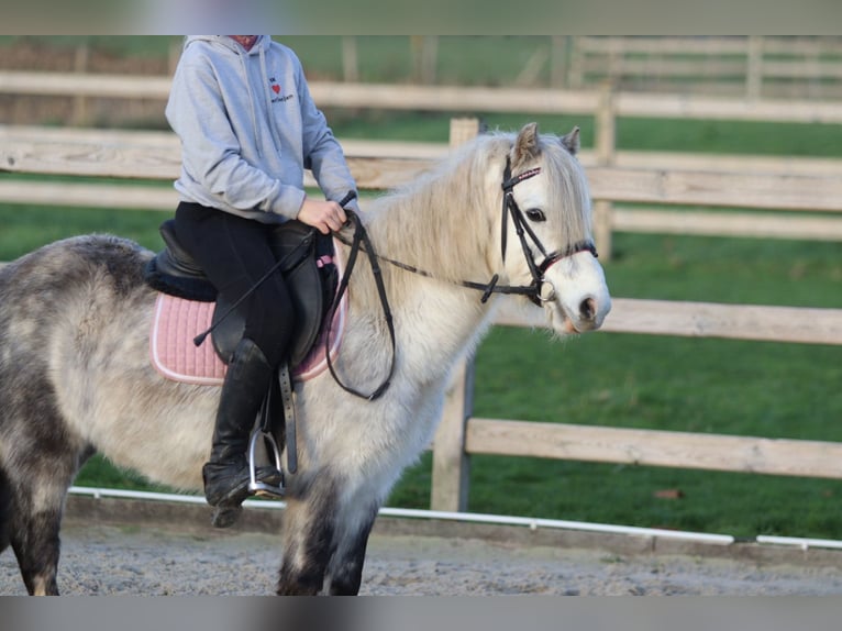 Plus de poneys/petits chevaux Hongre 6 Ans 121 cm Rouan bleu in Bogaarden