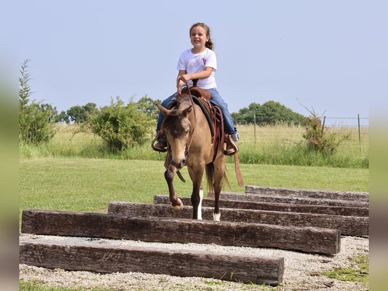 Plus de poneys/petits chevaux Hongre 6 Ans 122 cm Buckskin in Buffalo, MO