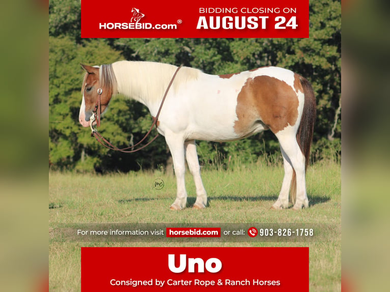 Plus de poneys/petits chevaux Hongre 6 Ans 122 cm Pinto in De Kalb