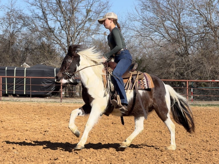 Plus de poneys/petits chevaux Hongre 6 Ans 122 cm Pinto in Cleburne