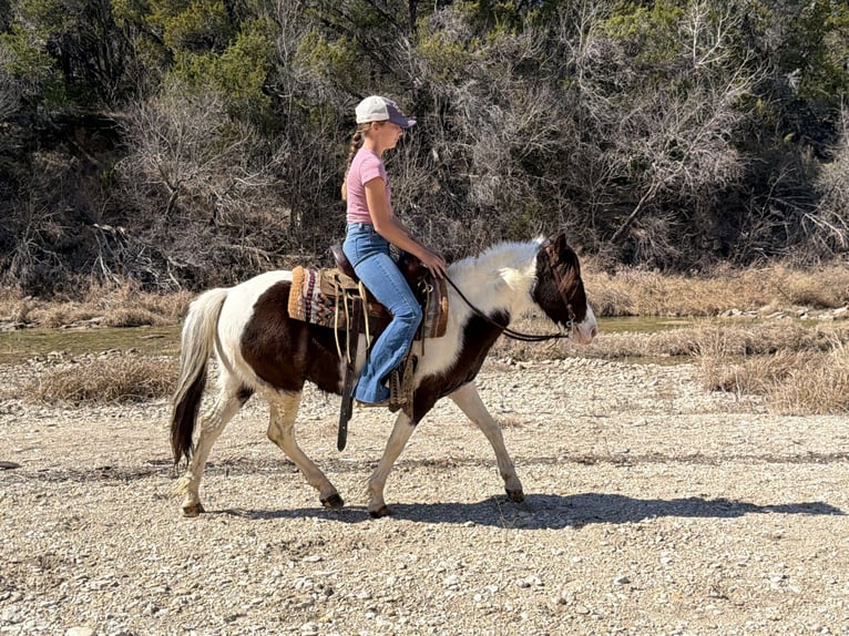 Plus de poneys/petits chevaux Hongre 6 Ans 122 cm Pinto in Cleburne