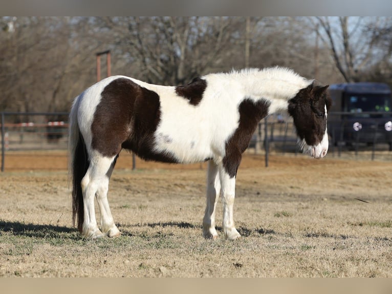 Plus de poneys/petits chevaux Hongre 6 Ans 122 cm Pinto in Cleburne