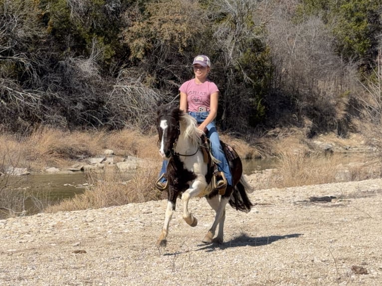 Plus de poneys/petits chevaux Hongre 6 Ans 122 cm Pinto in Cleburne