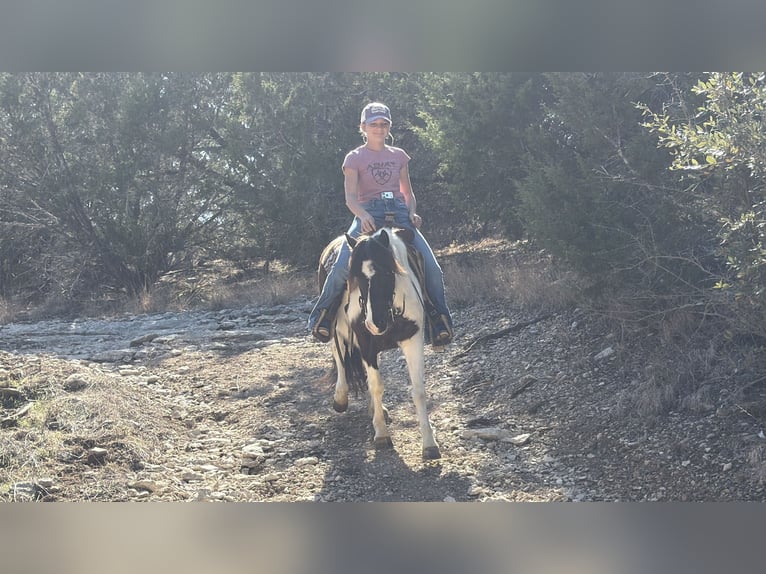 Plus de poneys/petits chevaux Hongre 6 Ans 122 cm Pinto in Cleburne