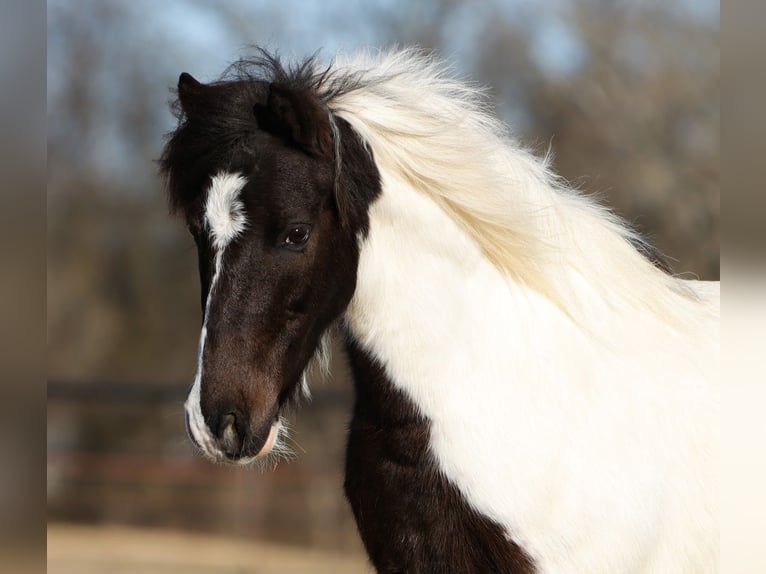 Plus de poneys/petits chevaux Hongre 6 Ans 122 cm Pinto in Cleburne