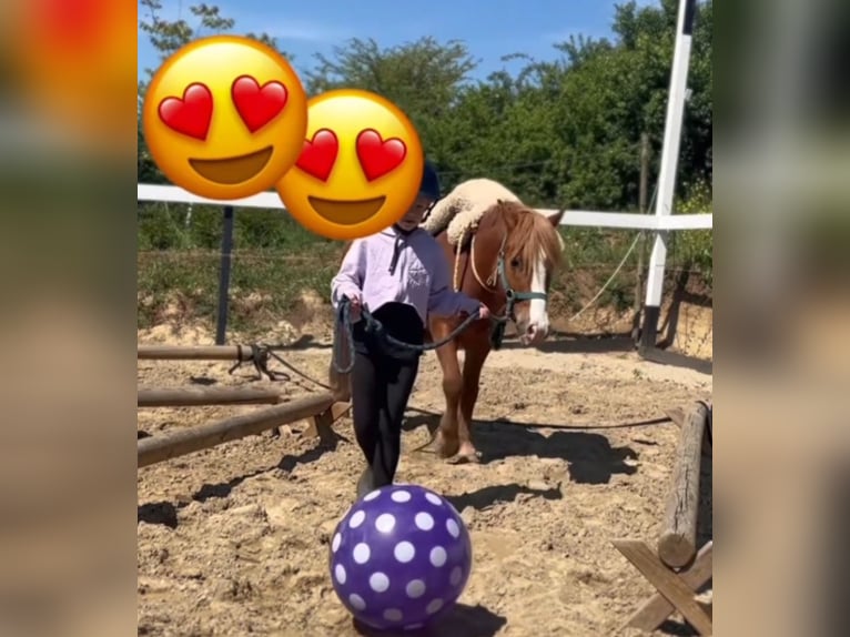 Plus de poneys/petits chevaux Hongre 6 Ans 123 cm Alezan in Rechnitz