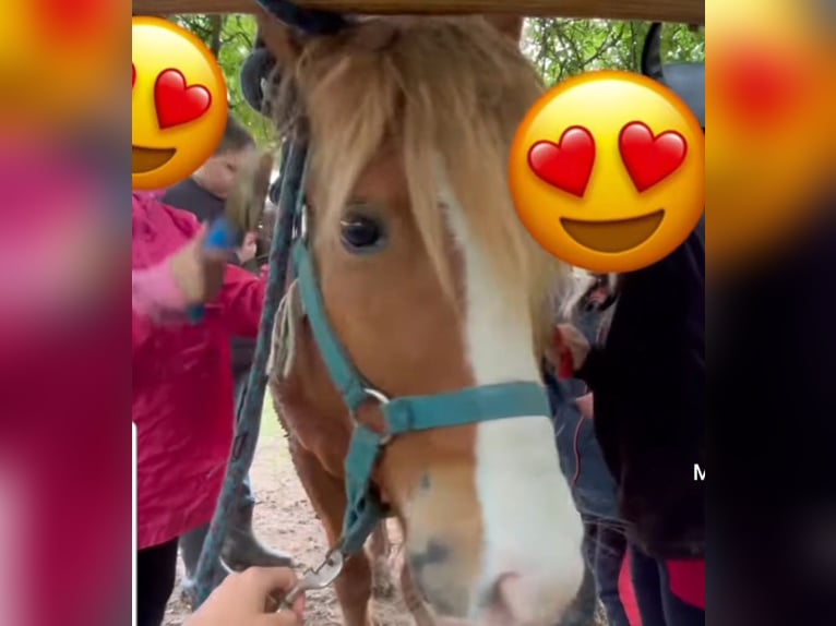 Plus de poneys/petits chevaux Hongre 6 Ans 123 cm Alezan in Rechnitz