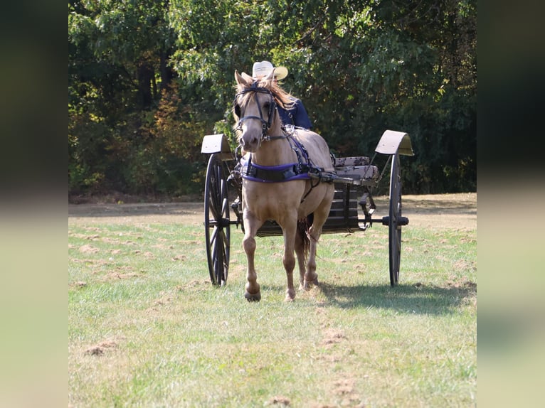 Plus de poneys/petits chevaux Hongre 6 Ans 124 cm Champagne in Howell