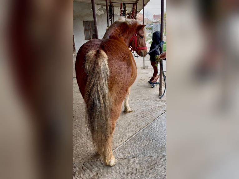 Plus de poneys/petits chevaux Hongre 6 Ans 125 cm Alezan in Rechnitz