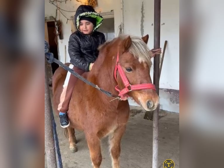 Plus de poneys/petits chevaux Hongre 6 Ans 125 cm Alezan in Rechnitz
