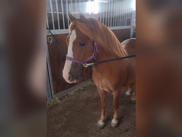 Plus de poneys/petits chevaux Hongre 6 Ans 125 cm Alezan in Rechnitz
