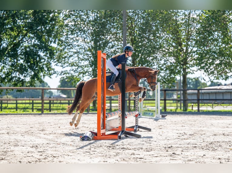 Plus de poneys/petits chevaux Hongre 6 Ans 126 cm Bai in Kaulille