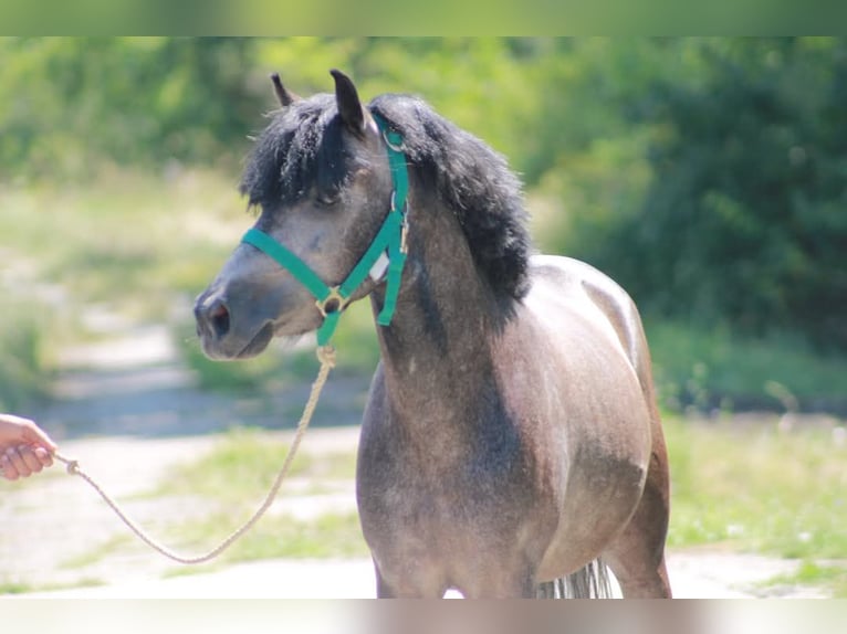 Plus de poneys/petits chevaux Hongre 6 Ans 126 cm Gris in &#xD6;cs&#xF6;d