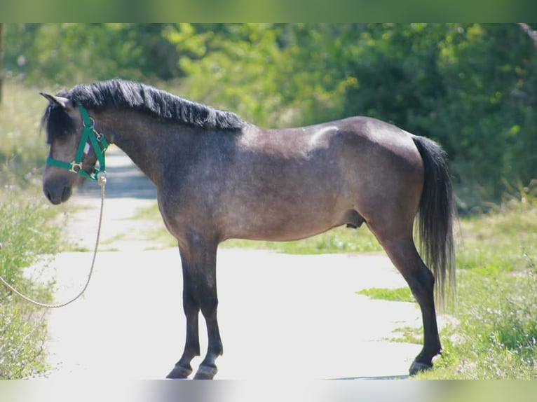 Plus de poneys/petits chevaux Hongre 6 Ans 126 cm Gris in &#xD6;cs&#xF6;d