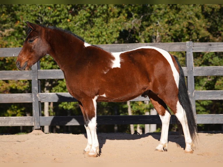 Plus de poneys/petits chevaux Hongre 6 Ans 127 cm Pinto in Clover