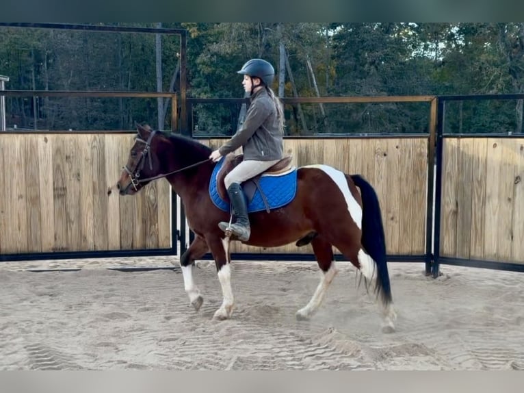 Plus de poneys/petits chevaux Hongre 6 Ans 127 cm Pinto in Clover