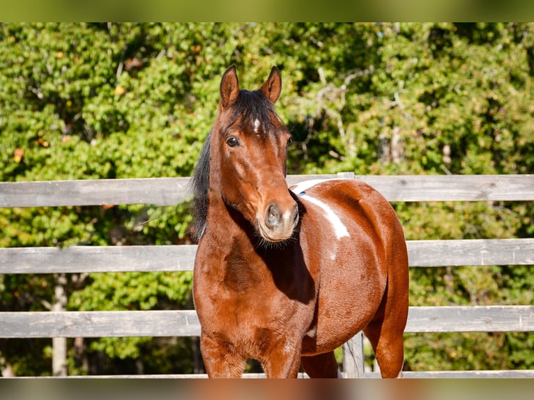 Plus de poneys/petits chevaux Hongre 6 Ans 127 cm Pinto in Clover