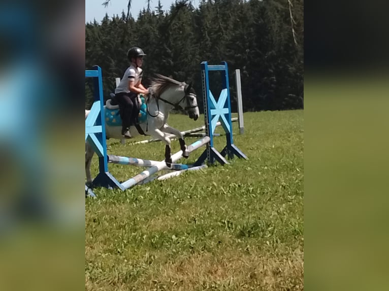 Plus de poneys/petits chevaux Croisé Hongre 6 Ans 128 cm  in Wien, Liesing