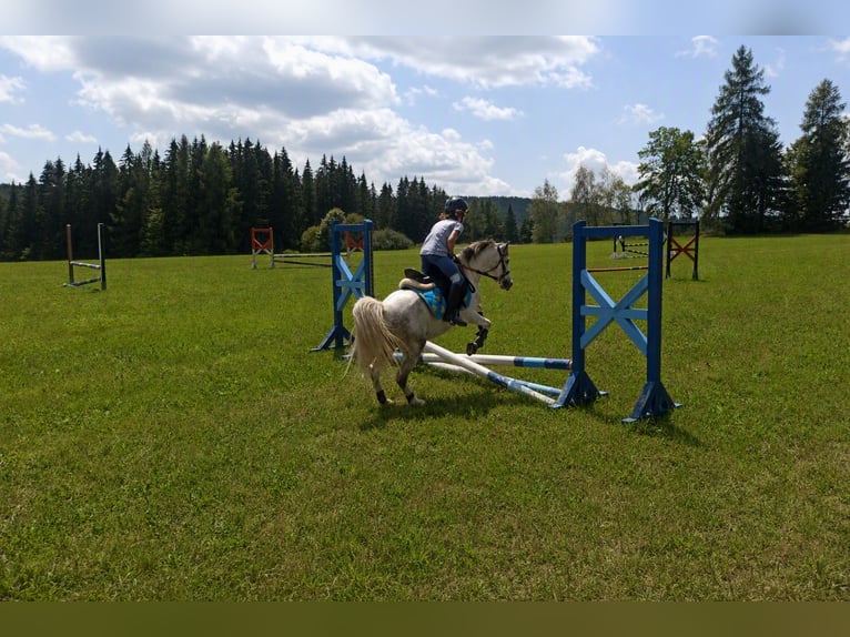Plus de poneys/petits chevaux Croisé Hongre 6 Ans 128 cm  in Wien, Liesing