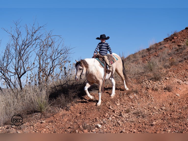 Plus de poneys/petits chevaux Hongre 6 Ans 130 cm Pinto in Canyon