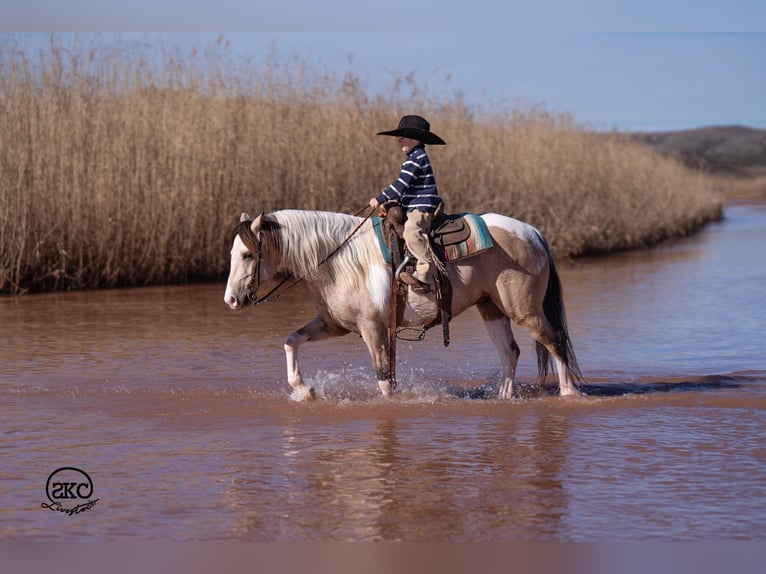 Plus de poneys/petits chevaux Hongre 6 Ans 130 cm Pinto in Canyon