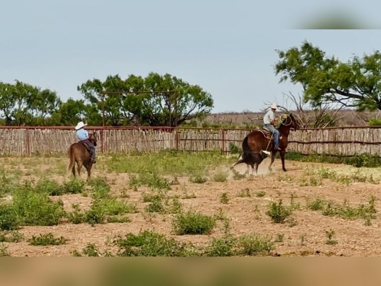 Plus de poneys/petits chevaux Hongre 6 Ans 132 cm Alezan cuivré in De Kalb