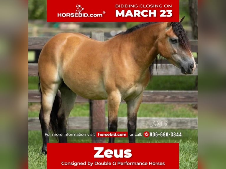 Plus de poneys/petits chevaux Hongre 6 Ans 132 cm Isabelle in Amarillo