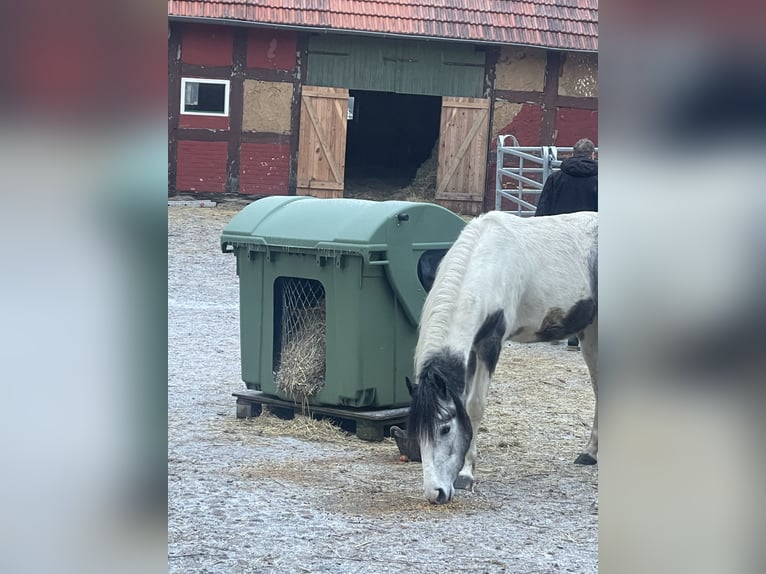 Plus de poneys/petits chevaux Croisé Hongre 6 Ans 142 cm Pinto in Barver