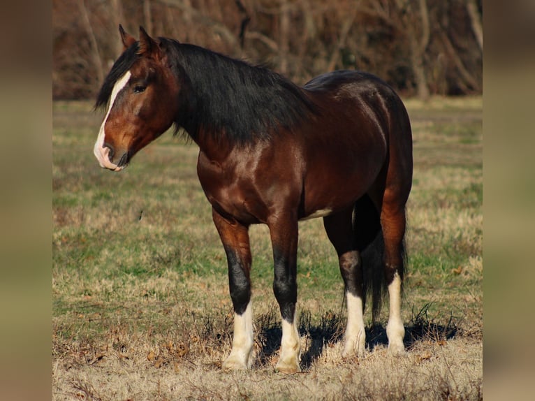 Plus de poneys/petits chevaux Hongre 6 Ans 142 cm Pinto in Baxter Springs