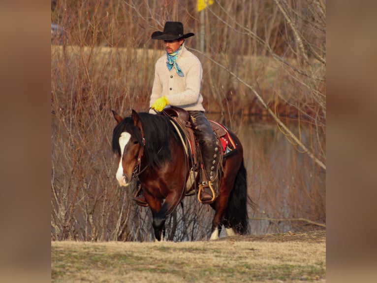 Plus de poneys/petits chevaux Hongre 6 Ans 142 cm Pinto in Baxter Springs