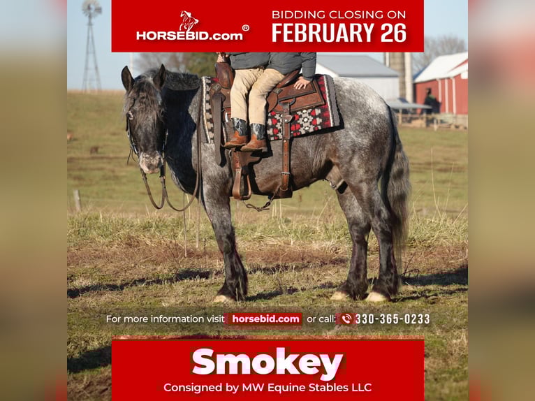 Plus de poneys/petits chevaux Croisé Hongre 6 Ans 142 cm Rouan Bleu in Fresno