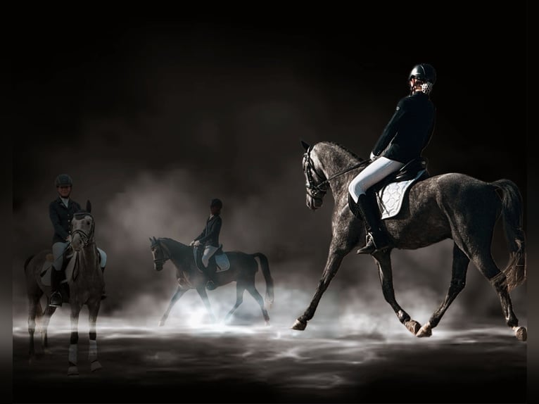 Plus de poneys/petits chevaux Hongre 6 Ans 143 cm Gris in Hartberg