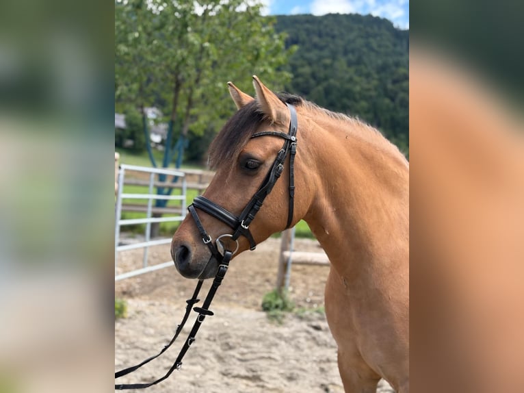 Plus de poneys/petits chevaux Croisé Hongre 6 Ans 143 cm Isabelle in Gummern