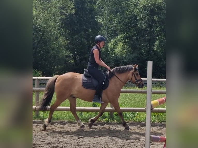 Plus de poneys/petits chevaux Croisé Hongre 6 Ans 143 cm Isabelle in Gummern
