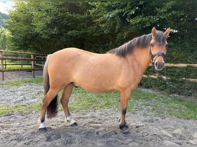 Plus de poneys/petits chevaux Croisé Hongre 6 Ans 143 cm Isabelle in Gummern