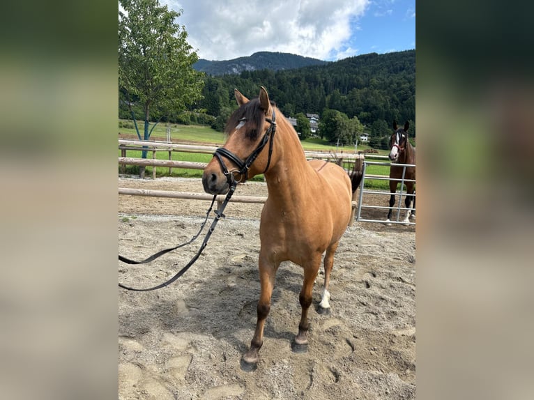 Plus de poneys/petits chevaux Croisé Hongre 6 Ans 143 cm Isabelle in Gummern