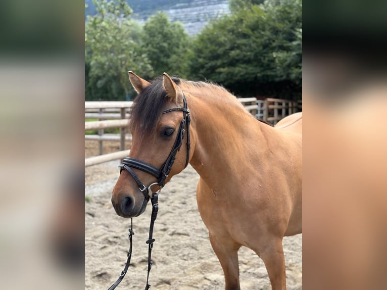 Plus de poneys/petits chevaux Croisé Hongre 6 Ans 143 cm Isabelle in Gummern