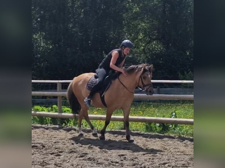 Plus de poneys/petits chevaux Croisé Hongre 6 Ans 143 cm Isabelle in Gummern